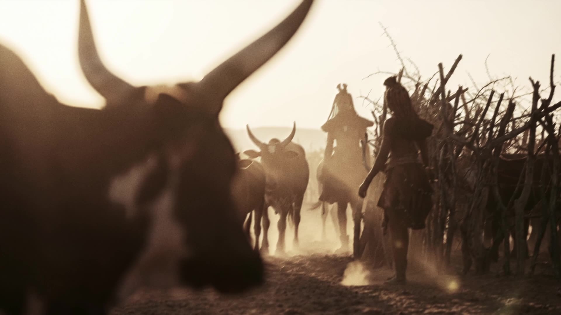 NGONI still: cattle moving through dust
